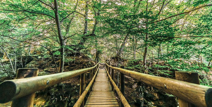 Fototapeta bridge in the beech forest