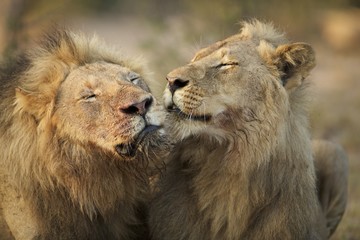 Brotherly Lion Love