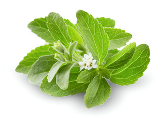 Stevia plant