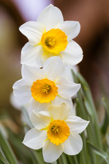 Weiße Schalen-Narzissen (Narcissus) übereinander im Frühling.