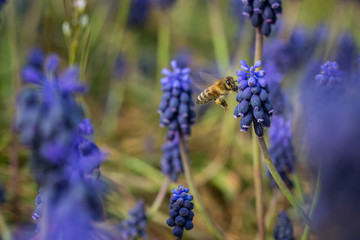 Orchideen, Eidechsen, Frühling, und mehr