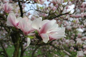 pink magnolia