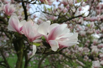 Foto op Canvas pink magnolia © putchen
