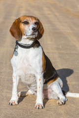 Beagel Jagdhund sitzt auf der Straße