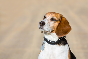 Portrait eines Beagle Meutehundes