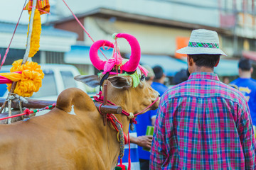 Villagers decorate the cow for the Songkran festival in Kanchanaburi , Thailand.