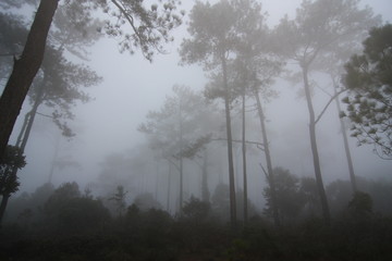 Obraz premium mist forest