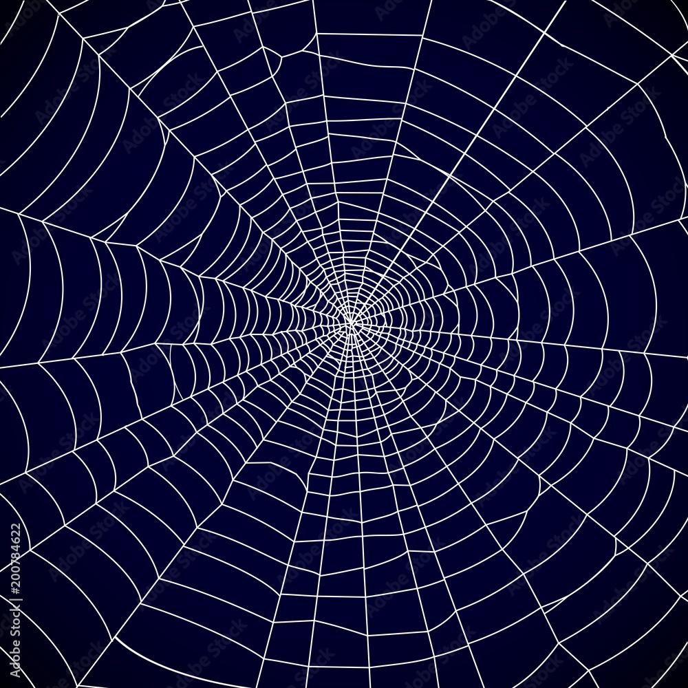 Poster Spider web background - vector