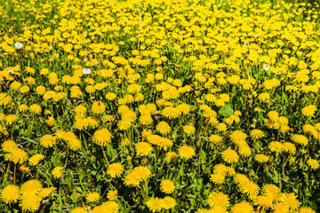 Meadow overgrown with dandelions.
