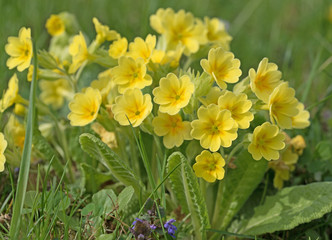 Obraz premium Gelbe Primeln, Primula