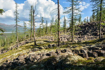 Mountain taiga on the Putorana plateau.
