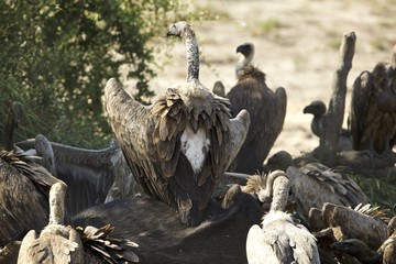 White-backed Vulture showing back