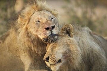 Brotherly love with lions
