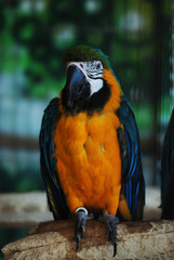 Colorful Parrot - Red Blue Orange Macaw at the Zoo over Bars
