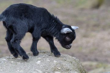lovely goat kid
