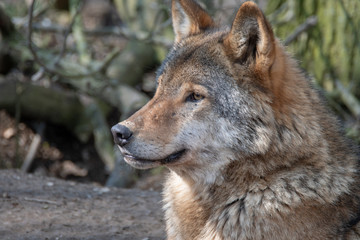 wolf portrait side