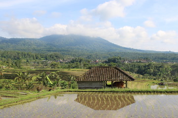 Farm with cow in a rice field in Bali