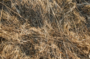 Fototapeta na wymiar Texture dry grass land. Background with dry grass, flat lay