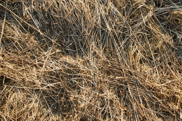 Texture dry grass land. Background with dry grass, flat lay