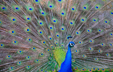 a male peacock displaying his tail feathers