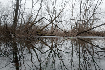Bog in the spring forest. Naked trees mirrored in water. Nature landscape photography