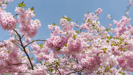 Sakura- Kirschblüte in Berlin