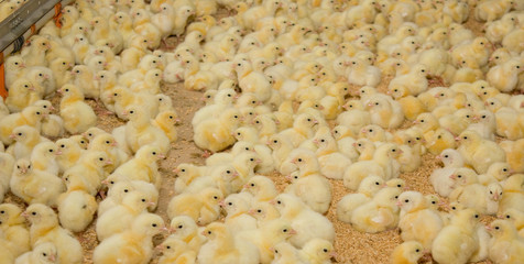 One-day chickens at the modern poultry farm.