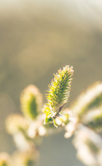 Flowering willow. Spring postcard