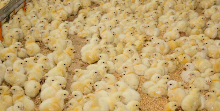 One-day chickens at the modern poultry farm.