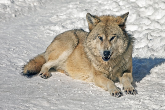 wolf in the wild in winter with a predatory look
