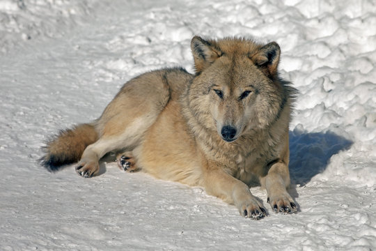 wolf in the wild in winter with a predatory look