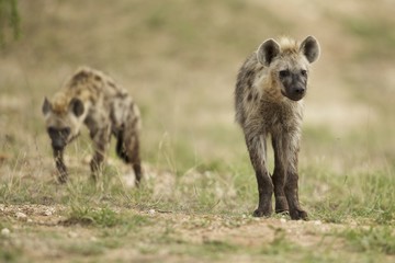 Exploring Hyenas