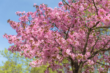Sakura- Kirschblüte in Berlin