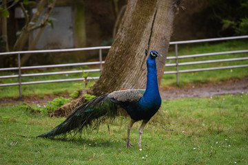 peacock in the zoo