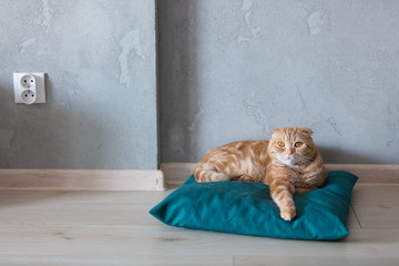 ginger cat sittin on pillow on a floor at home