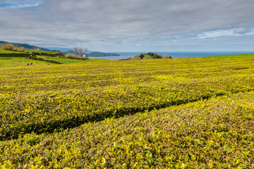 Tea plantation on the north coast of the island of sao miguel, Azores, Portugal.