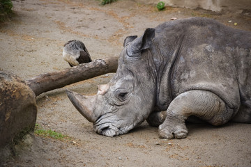 Obraz premium rhino in the zoo