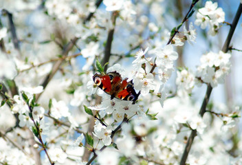 Small butterfly on spring flower branches.