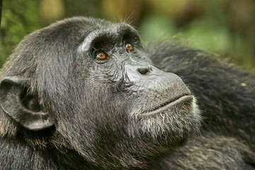 Chimpanzee Study