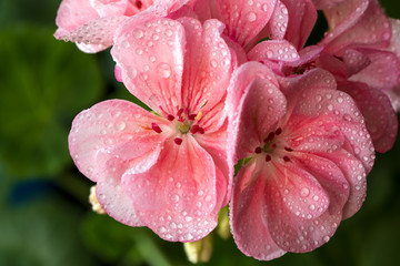 rose geranium