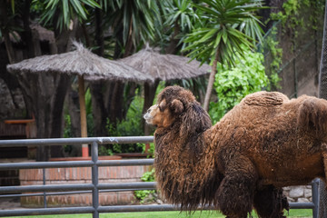 Camel in the zoo