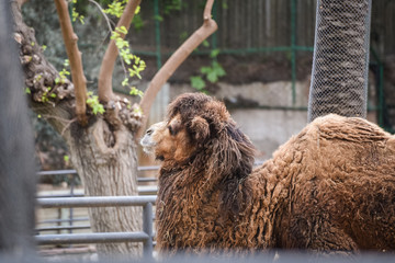 Camel in the zoo