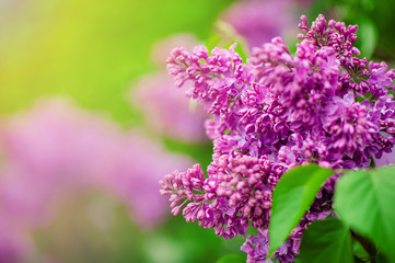 Spring branch of blossoming lilac