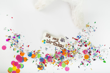 White puppy celebrating birthday.