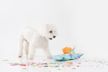White puppy celebrating birthday.