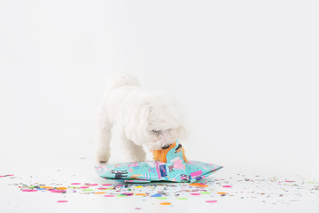 White puppy celebrating birthday.