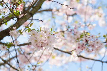 Sakura - Kirschblüte im Frühling in Berlin