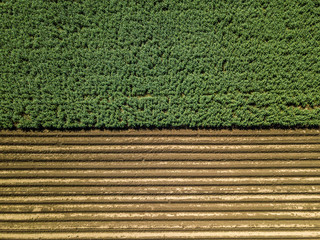 Feld