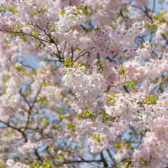 Sakura - Kirschblüte im Frühling in Berlin