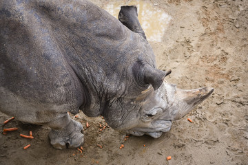 Fototapeta premium rhinoceros in the zoo